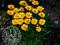 Mini NACHYŁEK (Coreopsis)----bardzo długo kwitnie