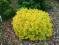 BERBERYS BONANZA GOLD- ŻÓŁTY KARŁOWY DEKORACYJNY