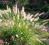 Pennisetum 'Hameln' Rozplenica japońska sadz. P9