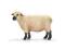 SCHLEICH 13681 Owca odmiana Shropshire