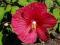 HIBISCUS   MEGA PROMOCJA - CZERWONY+BIAŁY