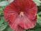 Hibiscus 'Cranberry Crush' - Hibiskus bylinowy (1)