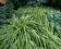 Trawa Hakonechloa ALBOSTRIATA