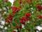 kalina koralowa czerwona PROMOCJA!