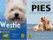 Westie West highland terrier + Pies Poradnik