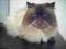 kot perski reproduktor- rodowodowy