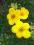 Potentilla fruticosa - Pięciornik krzewiasty  [3]