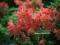 Azalea 'Koster's Brilliant Red' - Azalia WIELKOKW.