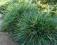 trawa ozdobna SESLERIA CAEURELA-SESLERIA SKALNA.