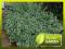 TRZMIELINA 'EMERALD GAIETY' - PNĄCA, OKRYWOWA, P9