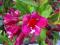 KRZEWUSZKA weigela GRISTOL RUBY GRATISY