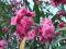 OLEANDER NERIUM RÓŻOWY KWIAT SADZONKA 29 cm