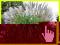 Miskant Grose Fontane Miscanthus OLBRZYM!