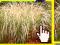 Miskant Variegatus Miscanthus Piękny do 200cm!