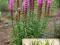 Liatra kłosowa 15-20 cm Różowe kłosy