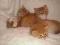 Śliczne rude syberyjskie pluszaki koty kotki