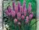 LIATRA KŁOSOWA PIĘKNA   BYLINA rózowo-fioletowa