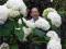 ŚNIEŻNOBIAŁA KULISTA hortensja ANNABELLE gigant!