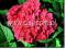 Hortensja 'Alpengluhen', czerwona, super! 20-30cm!