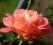 Róża wielkokwiatowa 