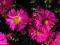 Aster krzaczasty niski,różowy