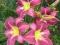 Liliowiec LAVENDER DEAL Hemerocallis