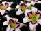 Liliowiec JULIE NEWMAR Hemerocallis