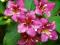 Krzewuszka cudowna Weigela florida 10/30cm