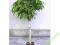 Ficus Amstel King 125 cm HYDROPONIKA do biura