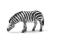 SCHLEICH - ZEBRA PASĄCA SIĘ - 14609