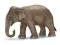 SCHLEICH - SŁOŃ INDYJSKI - SAMICA - 14654