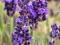 LAWENDA WĄSKOLISTNA LAVANCE PURPLE LAVANDULA 9