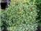 Bukszpan wieczniezielony Variegata C0,8 10-20cm