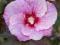 Hibiskus hibiscus bylinowy SUMMER STORM RÓŻOWY