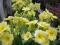 PIERWIOSNEK ŻÓŁTY PRYMULA BYLINA ZIMOZIELONA