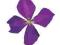 CLEMATIS POWOJNIK JACKMANII 25-35 cm donica 1 litr
