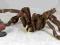 Gigantyczny pająk Gigantic Spider jak LOTR   WBM