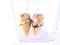 LODY TOFFIE zabawne kolczyki + GRATIS!