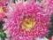 ASTER KSIĄŻĘCY WYSOKI RÓŻOWOPURPUROWY