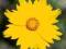 NACHYŁEK LANCETOWATY COREOPSIS LANCEOLATA