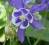 ORLIK SPRING MAGIC BLUE WHITE AQUILEGIA CAERULEA