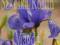 IRYS, KOSACIEC SYBERYJSKI, IRIS SIBIRICA 9x9