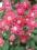 ORLIK POSPOLITY CLEMENTINE RED AQUILEGIA VULGARIS