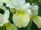 IRYS, KOSACIEC SYBERYJSKI BUTTER AND SUGAR IRIS 9