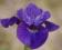 IRYS, KOSACIEC SYBERYJSKI RUFFLED VELVET IRIS 9