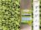 KAWA ZIELONA MIELONA 1kg ODCHUDZANIE DETOX +GRATIS