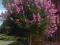 LAGERSTREMIA VIOLET 45cm doniczka 3litry RARYTAS