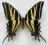 Papilio pilumnus Boisduval, 1836 USA, Teksas