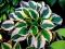 Funkia Hosta BRIM CUP 15cm /TWOJESADY
