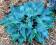 Funkia Hosta BLUE CADET 15cm /TWOJESADY